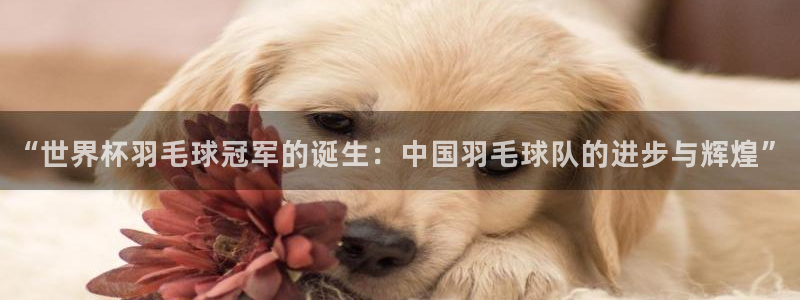 2026世界杯官网入口：“世界杯羽毛球冠军的诞生：中国羽毛球队的进步与辉煌”
